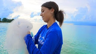 Catch Mangrove Snapper Pier Fishing Anna Maria Island Florida [upl. by Eckmann]