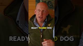 dog obedience training gundogtraining dogtrainingfundamentals [upl. by Ailaza556]