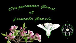 Diagramme floral et formule florale [upl. by Nevaed]