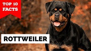 Rottweiler  Top 10 Facts [upl. by Aelahc141]