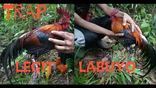 HOW TO TRAP WILD CHICKEN MANOK LABUYO [upl. by Lliw72]