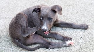 How Can I Get My Dog to Stop Biting and Scratching His Skin Rash [upl. by Elspet374]