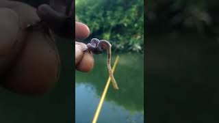 the best bait for tilapia fishing [upl. by Anitsud101]