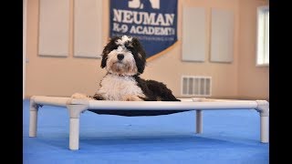 Rory MiniBernedoodle Puppy Camp Dog Training Video Demonstration [upl. by Gottlieb]