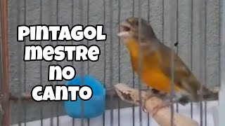 PINTAGOL MOSTRANDO SEU BELO CANTO [upl. by Ecirtnuahs]