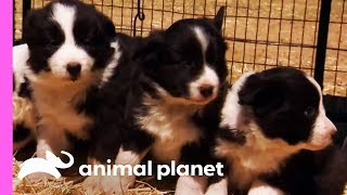 Baby Border Collies Start Learning To Herd  Too Cute [upl. by Adlar]