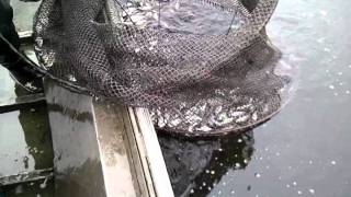 Checking a Black Crappie trap [upl. by Issy501]