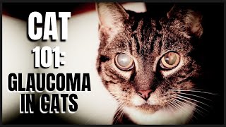 Cat 101 Glaucoma in Cats [upl. by Adnaluoy]