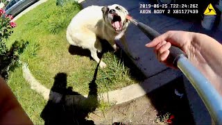 Animal Control Officer Catches Aggressive Great Pyrenees [upl. by Wedurn]