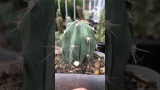 Stenocereus Griseus top cut’s roots start growing after 3 weeks stenocereus cactus cactaceae [upl. by Leasa]