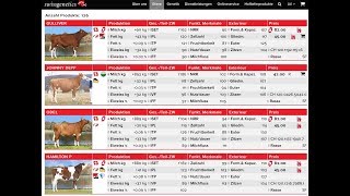 Swissgenetics Auswahl Stiere sortieren [upl. by Steinway]