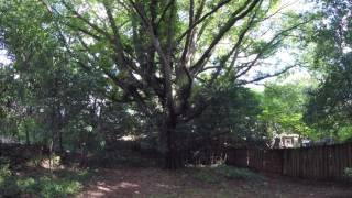 Willow Oak Quercus phellos Inman Park Atlanta [upl. by Caassi3]