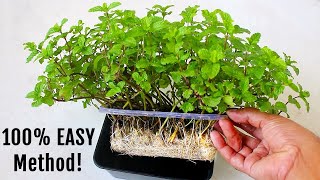 Easiest Way To Grow HEALTHY MINT In Water [upl. by Aehta]