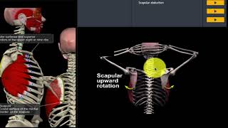 Hoe kun je de stabiliteit van het schouderblad verbeteren [upl. by Tneicniv406]