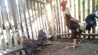 i started to cross breeding native chicken  kbs life tv [upl. by Dremann]