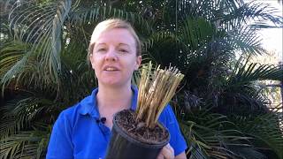 How to Prune and Divide your Purple Fountain Grass [upl. by Ruenhs875]