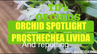 ORchid Spotlight and a repot  Prosthechea livida orchidspecies repottingorchids [upl. by Analrahc]