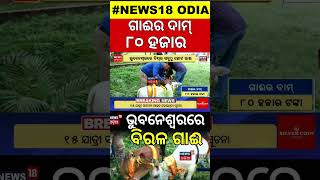 ବିଶ୍ୱର ସବୁଠୁ ଛୋଟ ଗାଈ  The smallest cow in the world  Bhubaneswar News  Odia News [upl. by Ddart6]