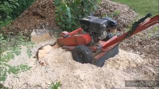 Big stump small grinder [upl. by Arahd]