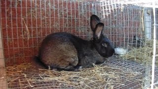 Rabbits  How We Treat a Rabbit For Ear Mites [upl. by Perseus187]