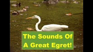 The Sounds Of A Great Egret [upl. by Bartel]