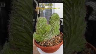 Rare Cool Crested Cactus  Polaskia chichipe cristata  growing cactus collection amp care shorts [upl. by Paco]