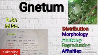 Gnetum Morphology Anatomy Reproduction Gymnosperm Gnetum notes Affinities of Gnetummscbotany [upl. by Kyd434]