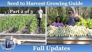 How to Grow Corn Complete Growing Guide Part 2 of 3 [upl. by Yentuoc]