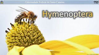 Hymenoptera [upl. by Arvid444]