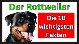 Rottweiler 🐶 Die 10 wichtigsten Fakten zum Rottweiler [upl. by Mccall440]