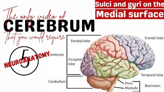 Sulci and gyri on the medial surface  Cerebrum Neuroanatomy  Anatomy [upl. by Ydoc984]