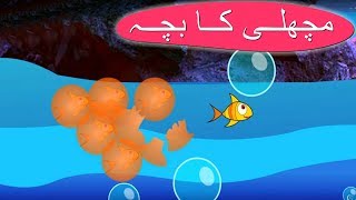 Machli Ka Bacha Urdu Poem  مچھلی کا بچہ  Urdu Nursery Rhyme Collection [upl. by Nylrahs114]