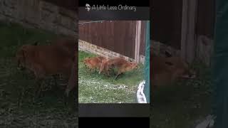 Foxes mating in the garden 😮 [upl. by Richey]