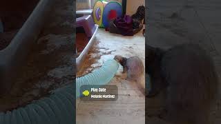 ferrets play time ferretdad ferrets playdate pets shorts animals [upl. by Valoniah427]