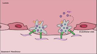 Platelet Plug Formation  Mechanisms [upl. by Paryavi]