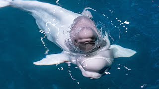 Adorable beluga whale calf born at Chicago aquarium [upl. by Yerfoeg]