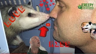 My Favorite Opossum Kiss Adorable [upl. by Eciral]