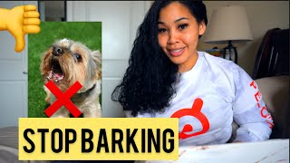 STOP BARKING PLEASE  Yorkie Training [upl. by Cirred345]