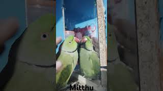 Mitthu parrot soundparrot mitthutota birdsounds talkingparrotscareandroutine birds mittutota [upl. by Biel490]