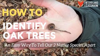 How to Identify Oak Trees An Easy Way to Tell Our 2 Native Species Apart [upl. by Ignatzia]