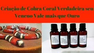 Criação de Cobra Coral Verdadeira seu Veneno Vale mais que Ouro [upl. by Devine]