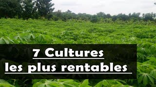 AGRICULTURE  Les 7 cultures les plus rentables en Afrique [upl. by Giuseppe]