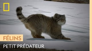 Le manul lun des plus petits chasseurs au monde [upl. by Leuqar]