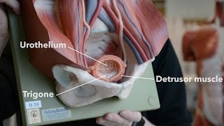 Bladder Anatomy [upl. by Katonah]