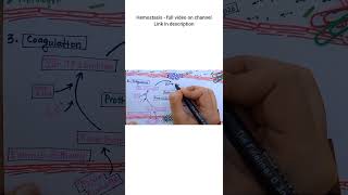 Extrinsic Pathway of Coagulation  HEMOSTASIS [upl. by Euh556]
