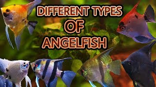 The different types of angelfish [upl. by Okimat]