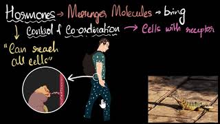 Hormones Intro amp working  Control amp Coordination  Biology  Khan Academy [upl. by Pas]