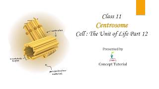 Centrosome and Centrioles Structure amp Functions 90 Microtubule Arrangement Biology Class 11NEET [upl. by Ait36]