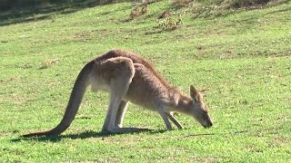 Marsupiales la fauna endémica australiana [upl. by Levine]