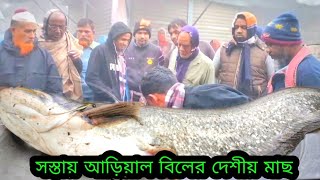 ইতিহাস করলো বোয়াল মাছের নিলাম  ঢাকা দোহার মেঘুলা বাজার  Todays fish market video [upl. by Cousin]